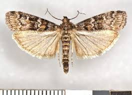 Attēlu rezultāti vaicājumam “Dioryctria abietella”