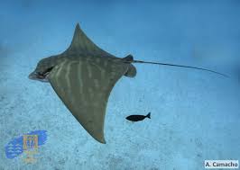 Image result for Aetomylaeus bovinus