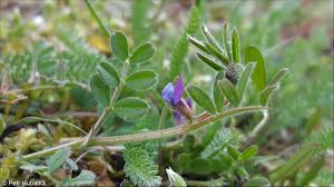 Attēlu rezultāti vaicājumam “Vicia lathyroides leaf”