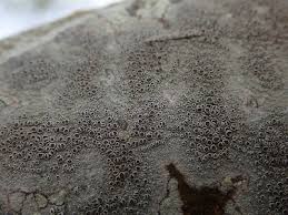 Attēlu rezultāti vaicājumam “Lecanora argentata”