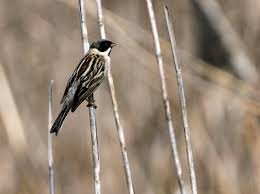 Image result for Emberiza pallasi