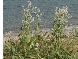 Attēlu rezultāti vaicājumam “Lepidium latifolium flower”