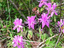 Attēlu rezultāti vaicājumam “Rhododendron canadense”