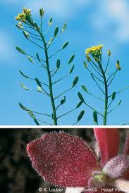 Attēlu rezultāti vaicājumam “Draba nemorosa fruit”