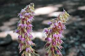 Attēlu rezultāti vaicājumam “Epipactis helleborine”