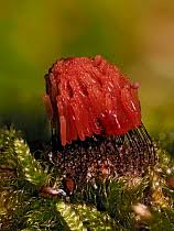 Attēlu rezultāti vaicājumam “Trichia ambigua spores”