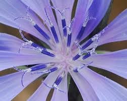 Image result for Cichorium intybus