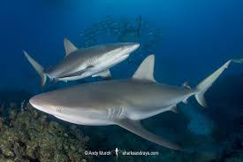 Image result for Carcharhinus perezii
