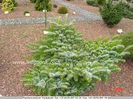 Attēlu rezultāti vaicājumam “Abies veitchii”