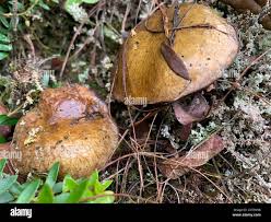 Attēlu rezultāti vaicājumam “Boletales”