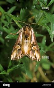 Attēlu rezultāti vaicājumam “Actinotia polyodon”