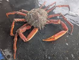 Image result for Maja brachydactyla