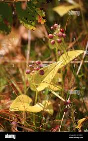 Attēlu rezultāti vaicājumam “Maianthemum bifolium fruit”