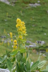 Image result for Enzian