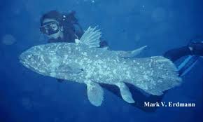 coelacanth