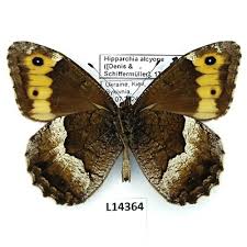 Attēlu rezultāti vaicājumam “Hipparchia alcyone”