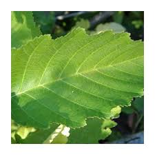 Attēlu rezultāti vaicājumam “Alnus incana leaf”