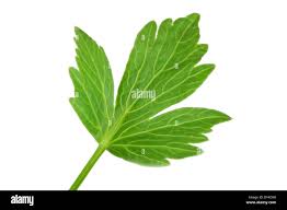 Image result for Liebstöckel