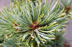 Attēlu rezultāti vaicājumam “Pinus pumila”