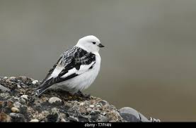 Attēlu rezultāti vaicājumam “Plectrophenax nivalis adult”