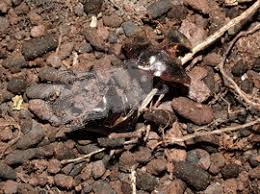 Attēlu rezultāti vaicājumam “Osmoderma barnabita imago”