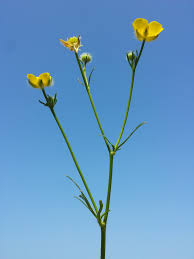 Attēlu rezultāti vaicājumam “Ranunculus polyanthemos”