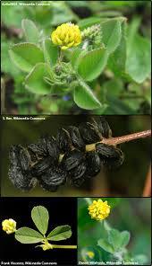 Attēlu rezultāti vaicājumam “Medicago lupulina”