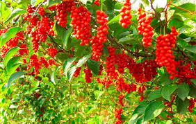 Attēlu rezultāti vaicājumam “Schisandra chinensis flower”