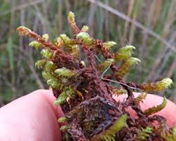 Attēlu rezultāti vaicājumam “Scorpidium scorpioides”