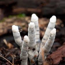 Attēlu rezultāti vaicājumam “Xylaria polymorpha”