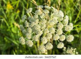 Attēlu rezultāti vaicājumam “Umbelliferae”