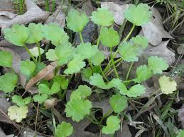 Attēlu rezultāti vaicājumam “Ranunculus repens leaf”