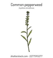 Attēlu rezultāti vaicājumam “Lepidium densiflorum fruit”