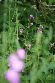 Attēlu rezultāti vaicājumam “Silene dioica flower”