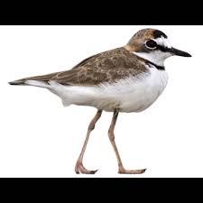 Attēlu rezultāti vaicājumam “Charadrius dubius adult”