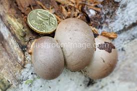 Attēlu rezultāti vaicājumam “Lycogala conicum spores”