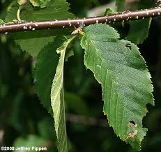 Attēlu rezultāti vaicājumam “Betula alleghaniensis leaf”