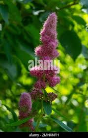 Attēlu rezultāti vaicājumam “Spiraea salicifolia flower”