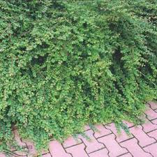 Attēlu rezultāti vaicājumam “Symphoricarpos x chenaultii”