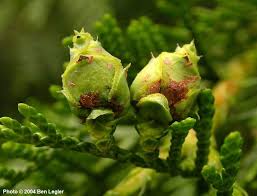Attēlu rezultāti vaicājumam “Thuja plicata flower”