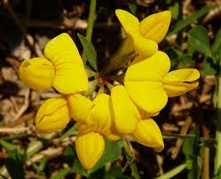 Attēlu rezultāti vaicājumam “Lotus corniculatus flower”