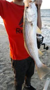 Image result for Cynoscion regalis