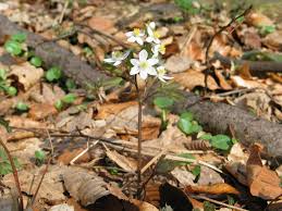 Attēlu rezultāti vaicājumam “Isopyrum thalictroides flower”