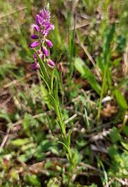 Attēlu rezultāti vaicājumam “Polygala comosa flower”