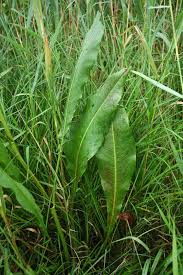 Attēlu rezultāti vaicājumam “Rumex hydrolapathum fruit”