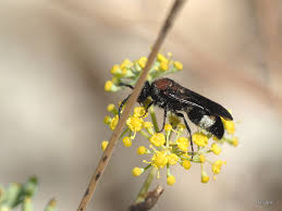 Attēlu rezultāti vaicājumam “Mutilla europaea”