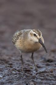 Attēlu rezultāti vaicājumam “Calidris ferruginea”