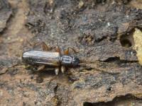 Attēlu rezultāti vaicājumam “Dendrophagus crenatus”