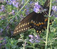 Attēlu rezultāti vaicājumam “Nepeta x faassenii leaf”