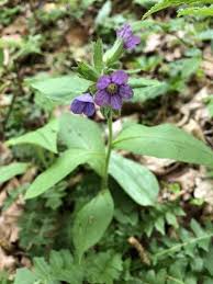 Attēlu rezultāti vaicājumam “Pulmonaria obscura leaf”